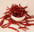 Dry Red Chili Teja S17