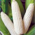 Organic white maize