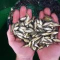 Amur Carp Fish Seed