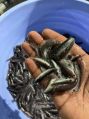 Snakehead Murrel Fish Seed