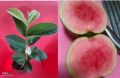 red diamond guava plant
