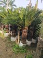 ficus palm plant