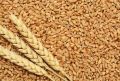 A Grade Wheat Grain