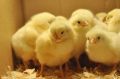 Yellow poultry broiler chicks