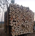Logs Brown Plain round poplar wood log