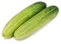 Green Indian Cucumber
