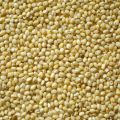 Natural Yellow proso millet