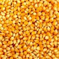 Natural Yellow Maize Seeds