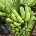 Natural Green Banana