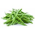 Organic fresh green beans
