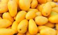 Yellow Organic fresh mango