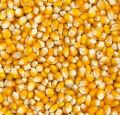 Organic Yellow maize seeds