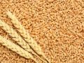 Raw Wheat Seed Brown wheat seeds