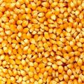 yellow maize seeds