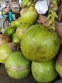Green coconut (dab)