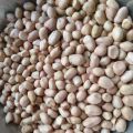 Natural Brownish java groundnut kernel