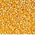Natural Yellow maize seeds