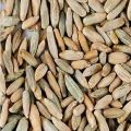 Natural rye grain seeds