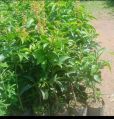 Red Fleshed Guava Plant