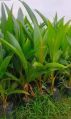 Green tiptur tall coconut plant
