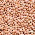 Global Janta Export High Quality Peanuts Pure Quality Junagadh Gujarat Light Brown To Deep Red groundnut