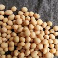 Nature soya bean seeds