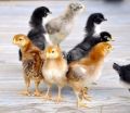 Kaveri Chicks