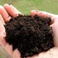 Brown phosphate rich organic manure