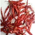 273 Dry Red Chilli