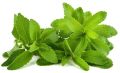 Green organic stevia leaves
