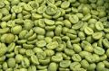Green Arabica Cherry Bulk Coffee Beans