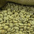 Green Arabica Plantation Bulk Coffee Beans