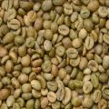 Green Robusta Cherry B Grade Coffee Beans