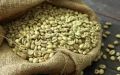 Green Robusta Cherry PB Grade Coffee Beans