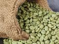 Green Robusta Parchment Bulk Coffee Beans