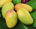 Fresh Kesar Mangoes
