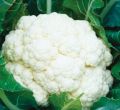 F1-Apsara Cauliflower Seeds