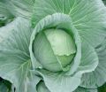 F1 James Cabbage Seeds