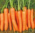 F1-Prince Carrot Seeds