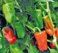 F1-SSB-651 Capsicum Seeds