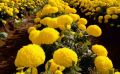 Yellow Passion Marigold Seeds
