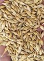 Dry Brown Whole Barley Grain