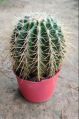 Cactus Plant