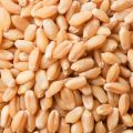 Organic Brown wheat seeds