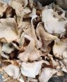 Whole Light Brown Dried Oyster Mushrooms