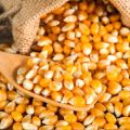 Natural yellow maize seeds