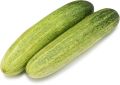Cylindrical Green fresh cucumber