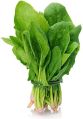 Organic fresh spinach leaves