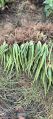 Aloe vera Plants