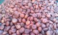 Velaz Velaz Organic Natural Raw Round white and red areca nut